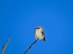 Northern Shrike